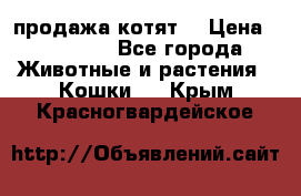 продажа котят  › Цена ­ 15 000 - Все города Животные и растения » Кошки   . Крым,Красногвардейское